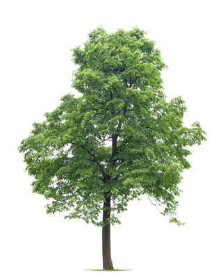 MTE provides quality white ash lumber White Ash Lumber for sale