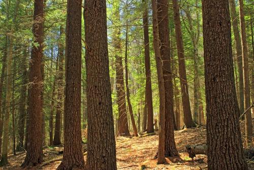 MTE provides quality white ash lumber White Ash Lumber for sale