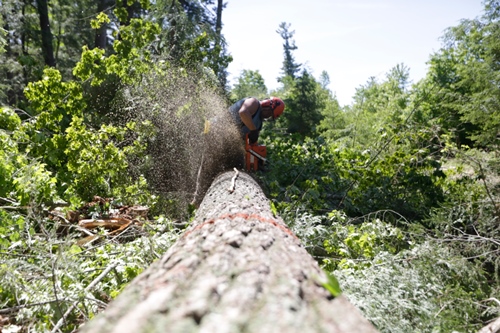 MTE practices FSC Certified harvesting practices FSC Certified Wood