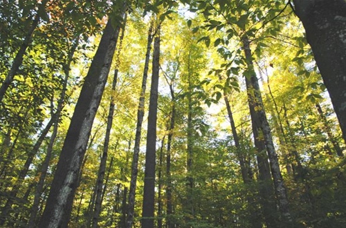 MTE performs sustainable forestry practice to preserve our forest Trees of Menominee Forest
