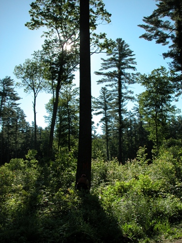 MTE utilizes silviculture to preserve the Menominee Forest Menominee Forest Trees
