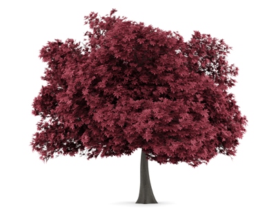 Soft Maple Lumber Supplier