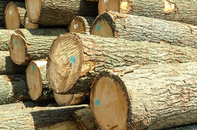 MTE Wood supplies premium quality saw logs and lumber Wood Products for Sale (Saw Logs)