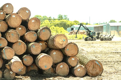MTE sells veneer logs Veneer Grade Logs