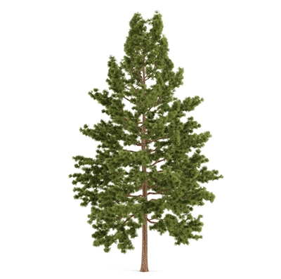 Pin Oak lumber for sale from Wisconsin supplier