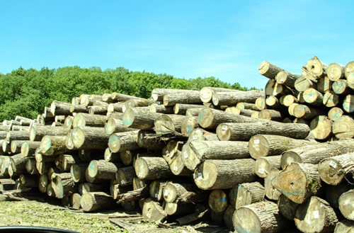 Superior quality timber for sale by the sustainable forestry experts at MTE Stacked Timber For Sale