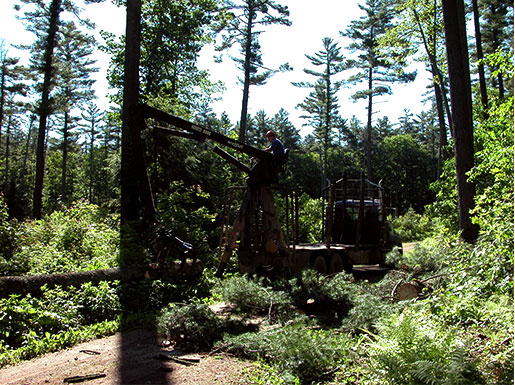 Madison's Top Sustainable Lumber Supplier for Businesses