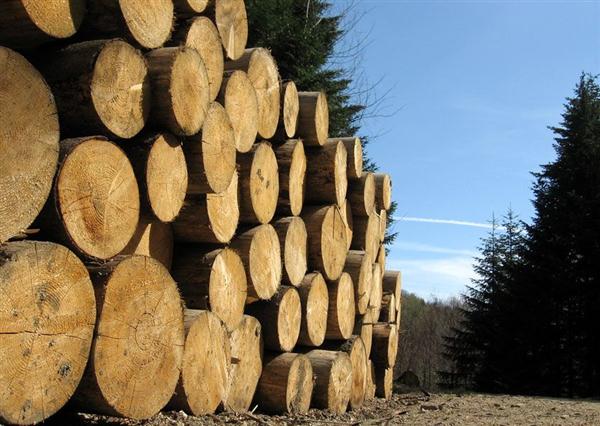 MTE also sells sustainably grown sawlogs Raw sawlogs for sale in Wisconsin available from MTE